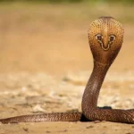 248 கோடி மட்டுமே ஒதுக்கீடு!.. பொங்கல் பரிசில் பணம் இல்லயா?!