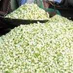 சோலோவாக ரிலீஸாகும் ‘பராசக்தி’.. இன்றைய காலத்தில் இந்தி எதிர்ப்பு படம் எடுபடுமா?