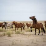 அடுத்த டார்கெட் கார்க்!. அடங்காத டொனால்ட் டிரம்ப்!.. இதுக்கு இல்லையா ஒரு எண்டு!.