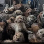 சந்தானத்துக்கு இவ்ளோ பெரிய மகன் இருக்காரா?!. போட்டோ பார்த்து ஷாக்கான ஃபேன்ஸ்!