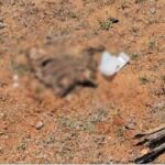 கனடா தனது ஒரு டாலர் காகிதத் தாள்களை ஏன் நாணயங்களாக மாற்றியது?